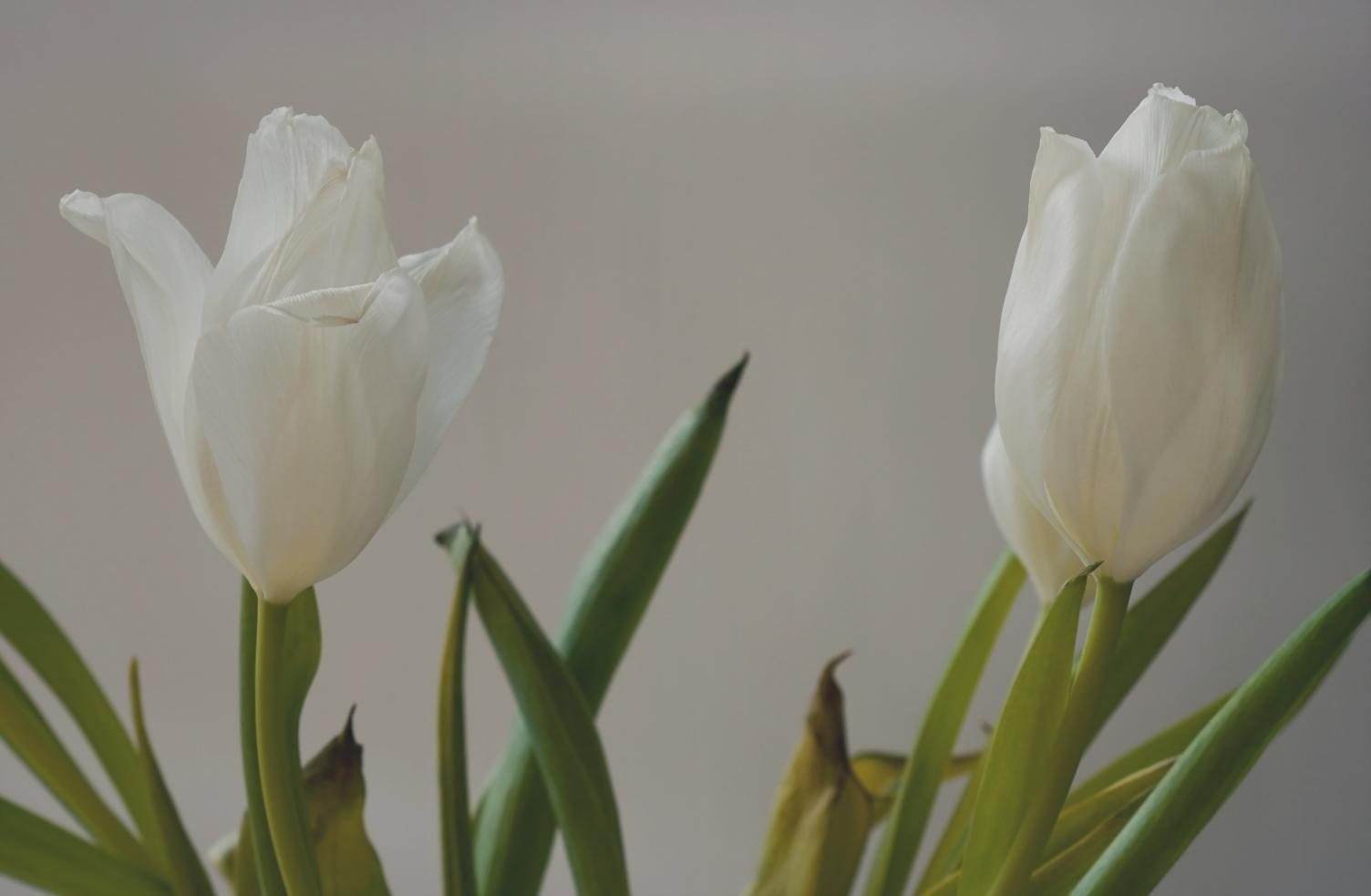 Detailed view of seasonal flower selection process